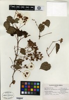 Holotype of Begonia ynesiae L. B. Smith & Wasshausen [family BEGONIACEAE]