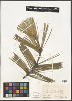 Filed as Pinus thunbergii Lamb. var. oculis-draconis [family PINACEAE]