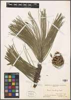 Filed as Pinus thunbergii Lamb. [family PINACEAE]