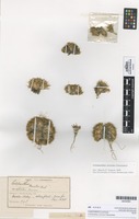 Lectotype of Colobanthus strictus Cheeseman [family CARYOPHYLLACEAE]