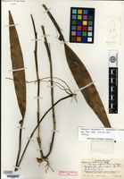 Holotype of Octomeria boliviensis Rolfe var. grandifolia C. Schweinfurth [family ORCHIDACEAE]