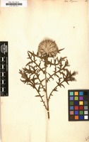 Filed as Echinops strigosus [family COMPOSITAE]