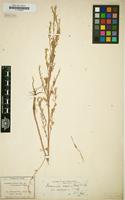 Type of Descurainia richardsonii var. macrosperma O.E.Schulz in Engl. [family CRUCIFERAE]
