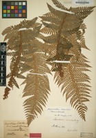 Original material of Polystichum lobatum var. umbraticum Kunze [family POLYPODIACEAE]