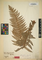 Original material? of Polystichum lobatum var. umbraticum Kunze in Flora [family POLYPODIACEAE]