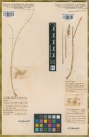 Filed as Elymus erianthus Phil. var. aristatus  Hicken [family POACEAE]