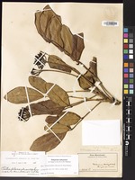Not a Type of Polyscias oahuensis (A.Gray) Lowry & G.M.Plunkett [family ARALIACEAE]
