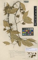 Type of Ritchiea gossweileri Exell & Mendonça [family CAPPARACEAE]