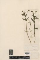 Type of Viola timbali Jord. [family VIOLACEAE]