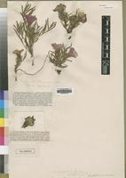 Type of Ipomoea greenstockii Rendle [family CONVOLVULACEAE]
