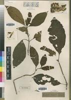 Dischistocalyx obanensis in Global Plants on JSTOR
