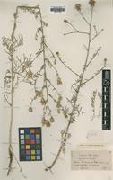 Type of Centaurea x rigoi Huter [family ASTERACEAE]