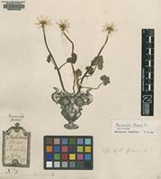 Original material of Ranunculus ficaria L. [family RANUNCULACEAE]