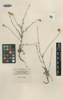 Type of Centaurea prostrata Nobis [family ASTERACEAE]