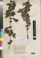 Isotype of Pavonia mollissima (Garcke) Ulbr. [family MALVACEAE]