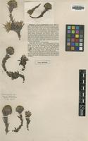 Type of Nassauvia purpurascens S.Moore [family ASTERACEAE]