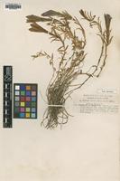 Type of Gentiana sinoornata Marquand var. gloriosa [family GENTIANACEAE]