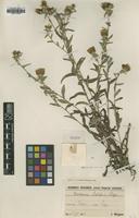 Type of Centaurea holosii J.Wagner [family ASTERACEAE]