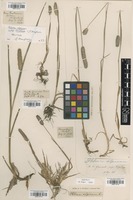 Holotype of Phleum alpinum Humphries ssp. rhaeticum [family POACEAE]