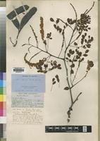 Syntype of Acacia welwitschii Oliv. [family LEGUMINOSAE]