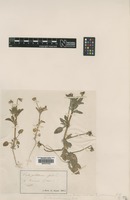 Type of Viola pallescens Jord. [family VIOLACEAE]