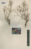 Isotype of Eriogonum sabulosum M.E.Jones [family POLYGONACEAE]