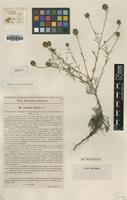 Type of Centaurea dacica Borza [family ASTERACEAE]