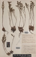 Filed as Limonium binervosum (G.E.Sm.) C.E.Salmon [family PLUMBAGINACEAE]
