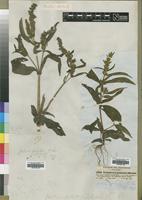 Justicia palustris in Global Plants on JSTOR