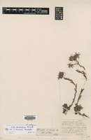 Isotype of Sempervivum hausmannii Ausserd. & Nyman [family CRASSULACEAE]