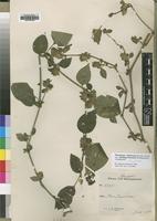 Phaulopsis imbricata in Global Plants on JSTOR