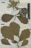 Type of Quercus bicolor Nutt. var. mollis [family FAGACEAE]