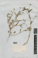 Type of Viola segetalis Jord. [family VIOLACEAE]