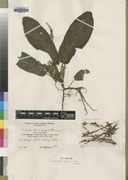 Stenandriopsis afromontana in Global Plants on JSTOR