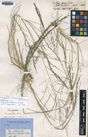Holotype of Poa parviflora R.Br. [family POACEAE]