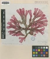 Type? of Rhodymenia epimenioides Hook.f. & Harv. [family RHODYMENIACEAE]