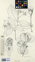 Filed as Petersianthus macrocarpus (P.Beauv.) Liben [family LECYTHIDACEAE]