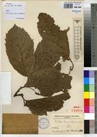 Holotype of Grewiopsis dewevrei De Wild. & T.Durand [family TILIACEAE]