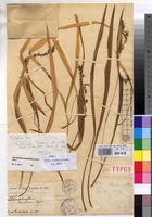 Holotype of Anthericum malchairii De Wild. [family AGAVACEAE]