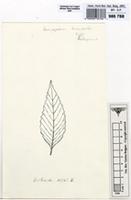 Anisosepalum humbertii in Global Plants on JSTOR
