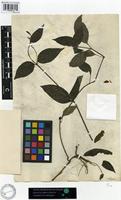 Ruellia longifolia in Global Plants on JSTOR