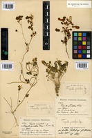 Syntype of Trigonella eremophila Freyn and Paulsen [family FABACEAE]