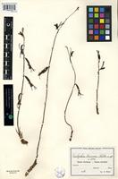 Isotype of Eulophia triceras Schltr. [family ORCHIDACEAE]