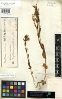 Filed as Centaurium pulchellum (Swartz) Druce [family GENTIANACEAE]