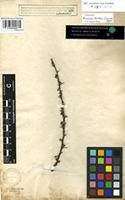 Syntype of Acacia tortilis (Forssk.) Hayne subsp. tortilis [family FABACEAE]