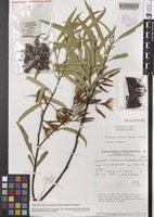 Holotype of Eucalyptus sporadica Brooker & Hopper [family MYRTACEAE]