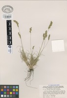 Isotype of Festuca armoricana Kerguélen [family GRAMINEAE]