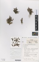 Isotype of Crassula sieberiana subsp. rubinea Toelken [family CRASSULACEAE]