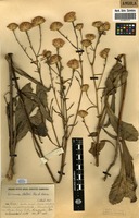 Filed as Vernonia melleri Oliv. & Hiern [family ASTERACEAE]