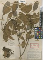 Isotype of Ficus ajajuensis Dugand [family MORACEAE]